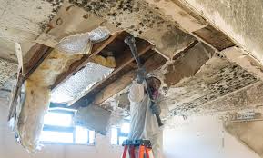 Best Mold Remediation for Vacation Homes  in Andrews, NC